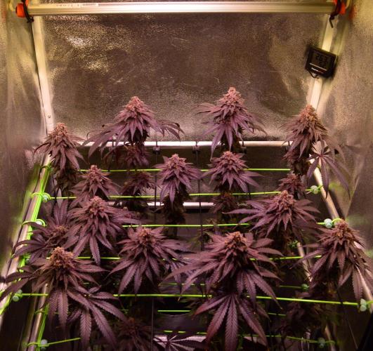 •OceanTruffle • Clones•. Week 18 - last tent shots