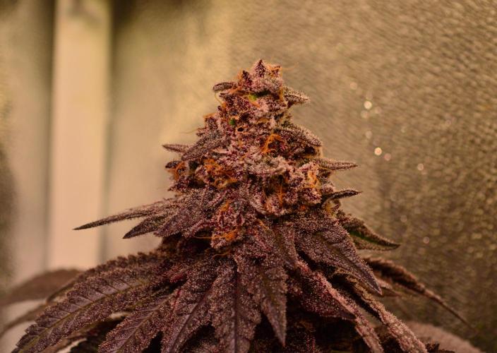 •OceanTruffle • Clones•. Week 18