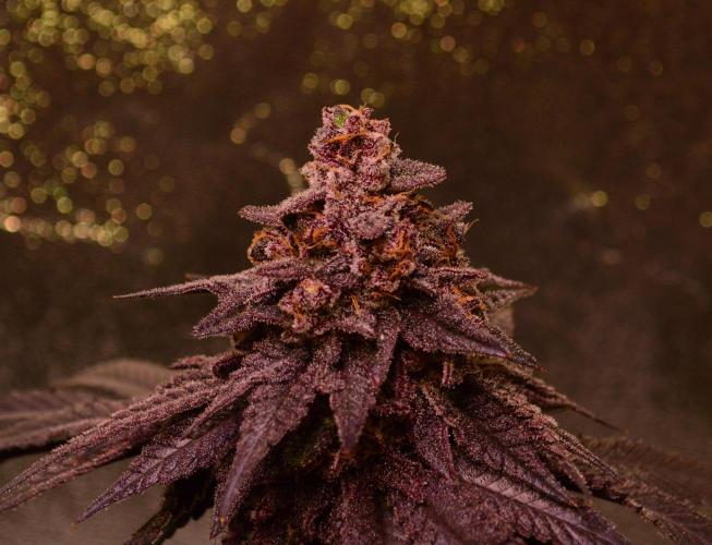 •OceanTruffle • Clones•. Week 18