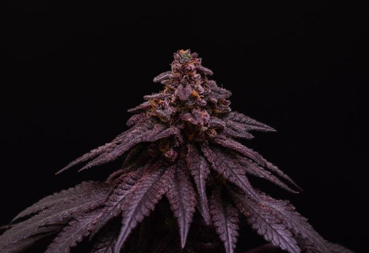 •OceanTruffle • Clones•. Week 18