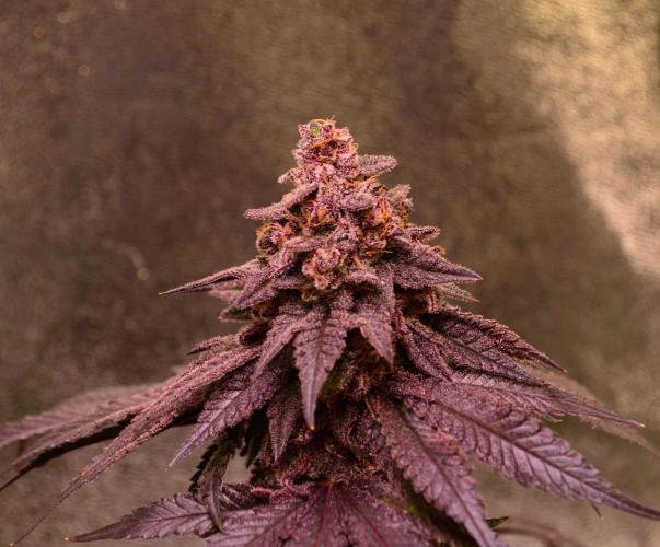 •OceanTruffle • Clones•. Week 18