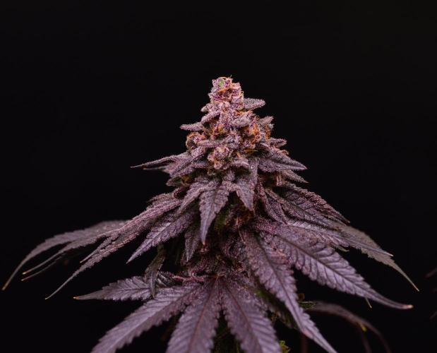 •OceanTruffle • Clones•. Week 18