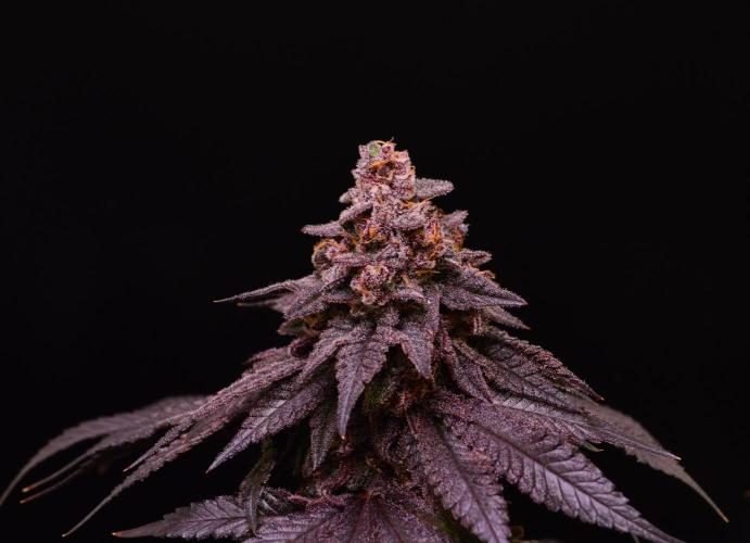 •OceanTruffle • Clones•. Week 18
