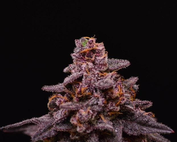 •OceanTruffle • Clones•. Week 18