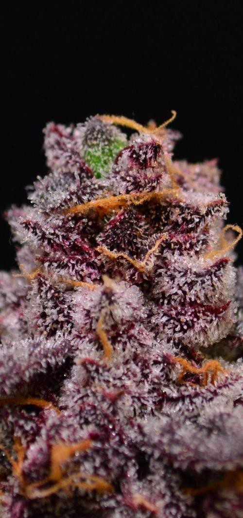 •OceanTruffle • Clones•. Week 18