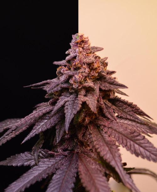 •OceanTruffle • Clones•. Week 18