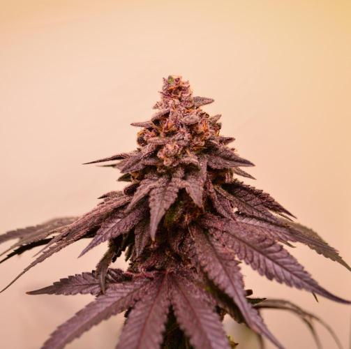 •OceanTruffle • Clones•. Week 18