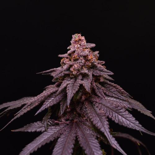•OceanTruffle • Clones•. Week 18