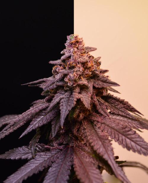 •OceanTruffle • Clones•. Week 18