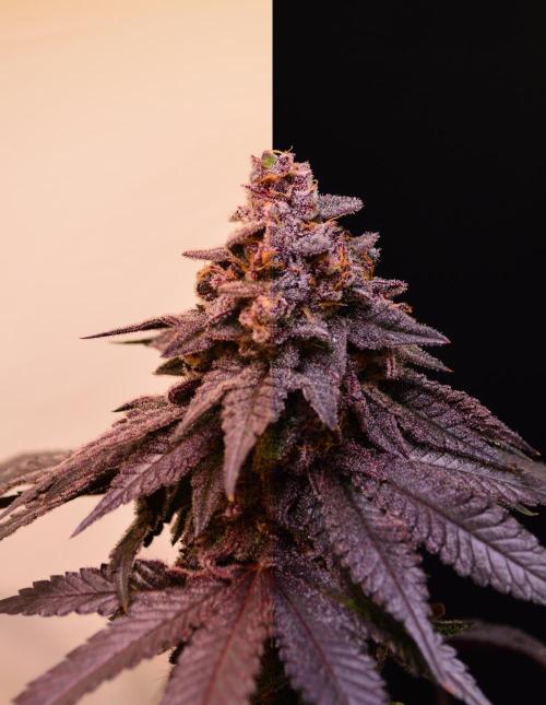 •OceanTruffle • Clones•. Week 18