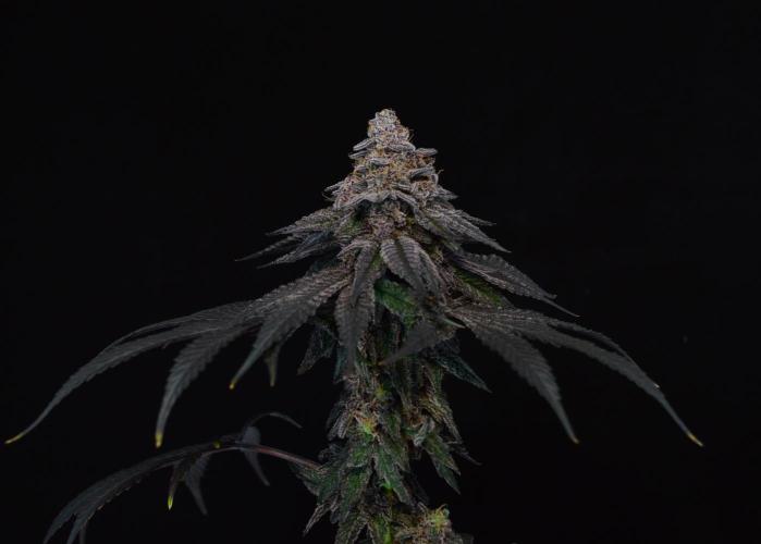 •OceanTruffle • Clones•. Week 18 - Last shots