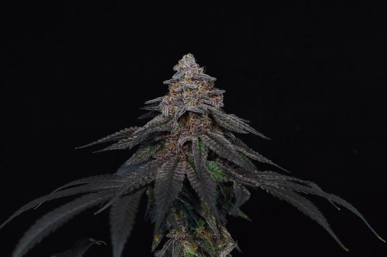 •OceanTruffle • Clones•. Week 18