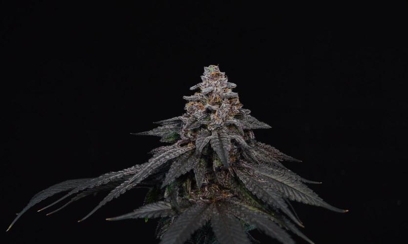•OceanTruffle • Clones•. Week 18