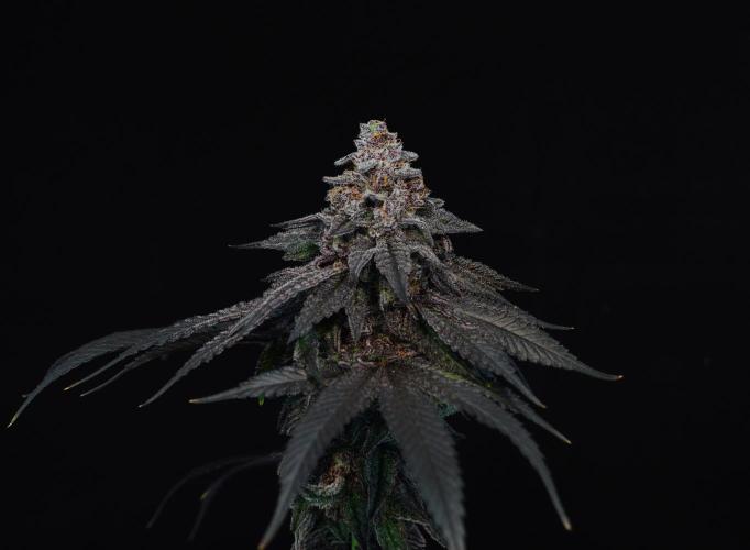 •OceanTruffle • Clones•. Week 18