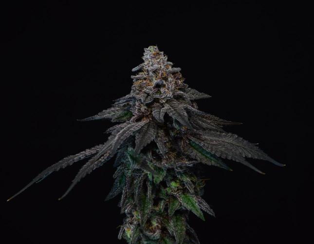 •OceanTruffle • Clones•. Week 18