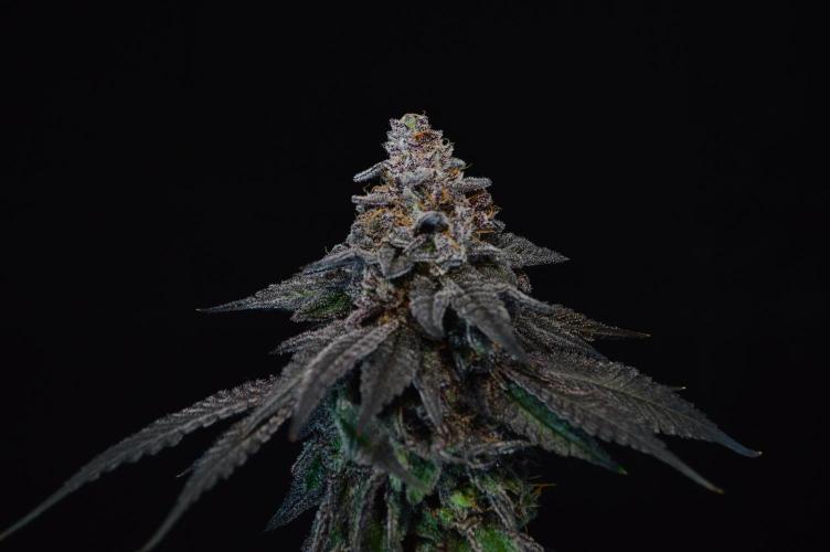 •OceanTruffle • Clones•. Week 18