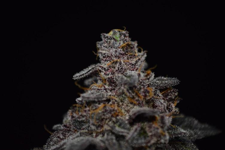 •OceanTruffle • Clones•. Week 18