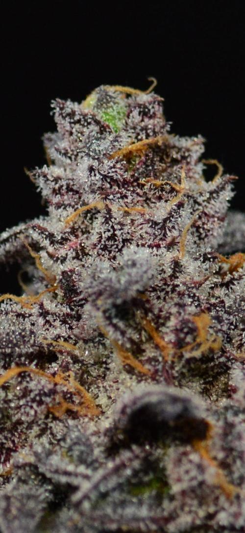 •OceanTruffle • Clones•. Week 18