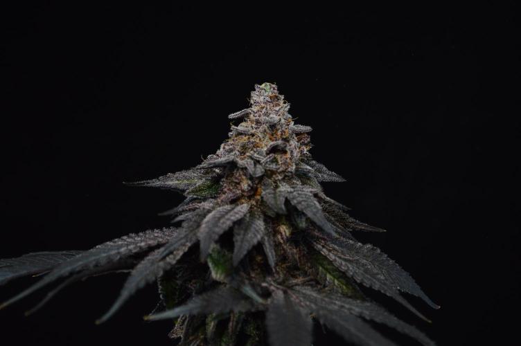 •OceanTruffle • Clones•. Week 18