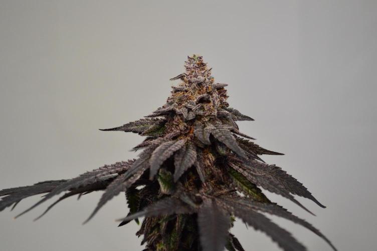 •OceanTruffle • Clones•. Week 18