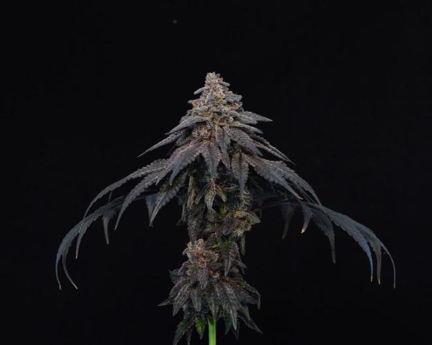 •OceanTruffle • Clones•. Week 18