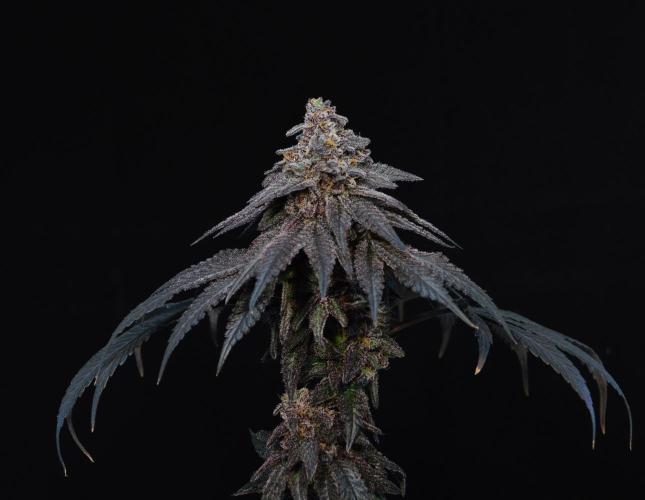 •OceanTruffle • Clones•. Week 18