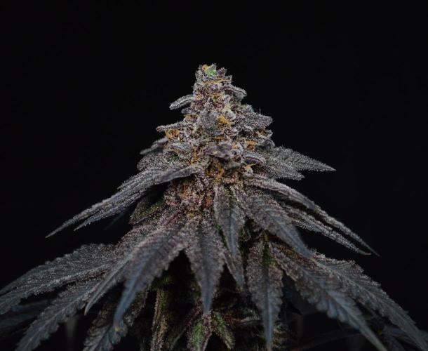 •OceanTruffle • Clones•. Week 18