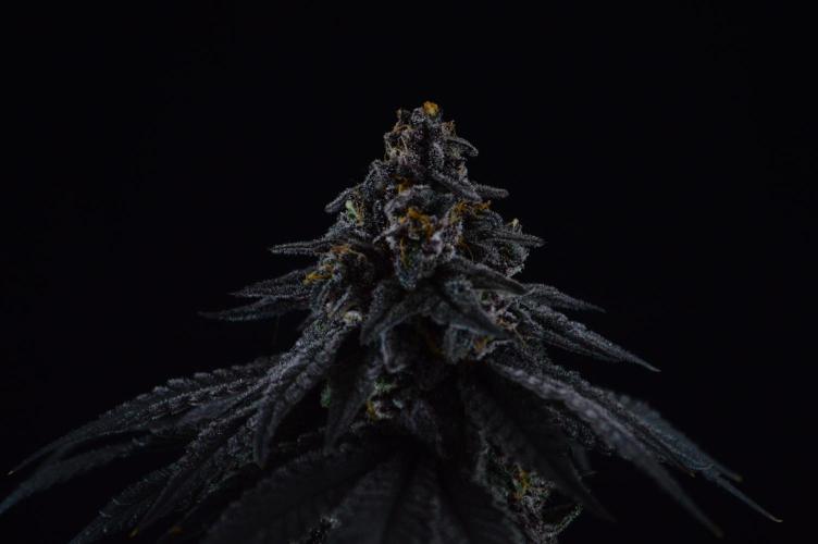 •OceanTruffle • Clones•. Week 18
