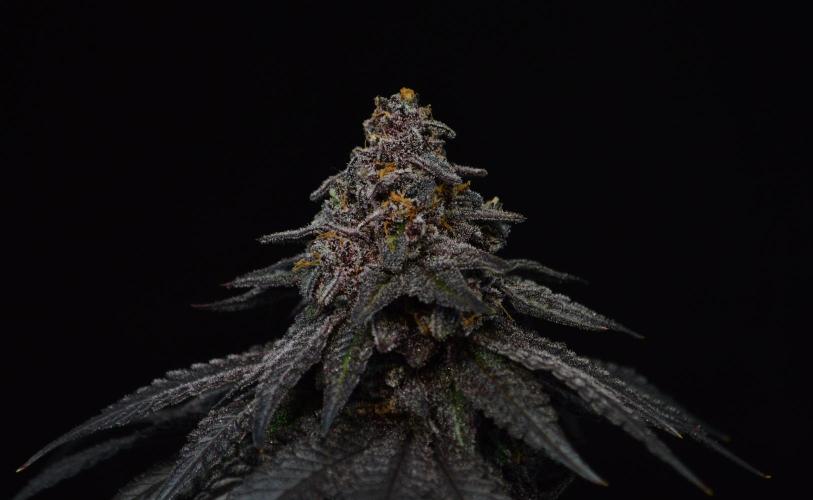 •OceanTruffle • Clones•. Week 18
