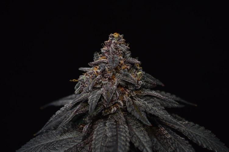 •OceanTruffle • Clones•. Week 18