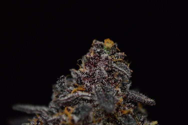•OceanTruffle • Clones•. Week 18