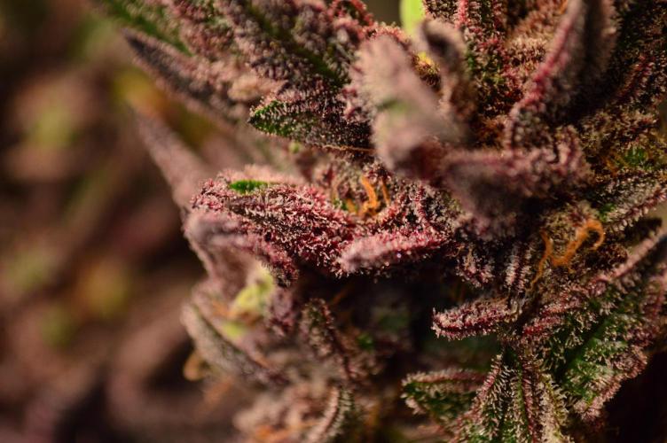 •OceanTruffle • Clones•. Week 18 - Trichome shots 