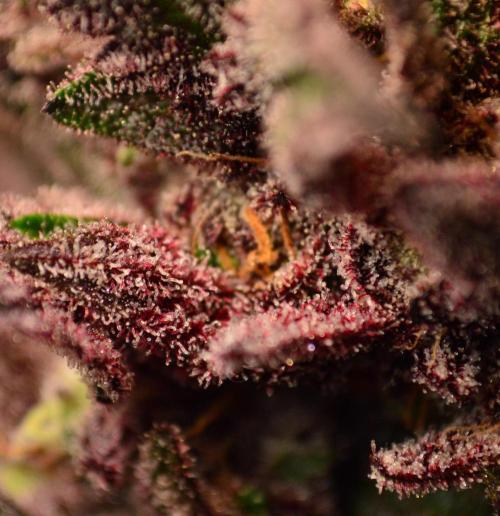 •OceanTruffle • Clones•. Week 18