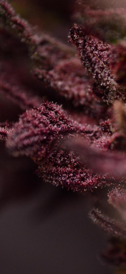 •OceanTruffle • Clones•. Week 18