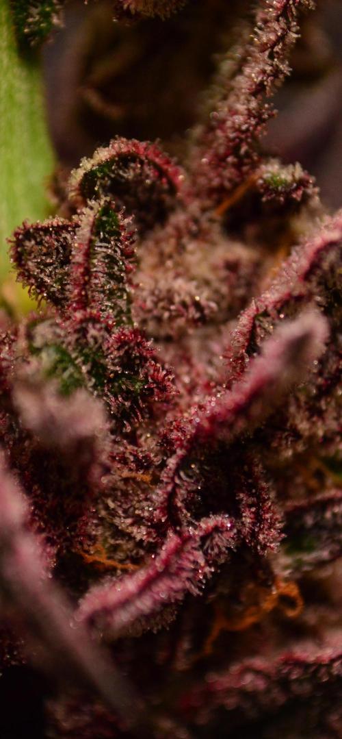 •OceanTruffle • Clones•. Week 18