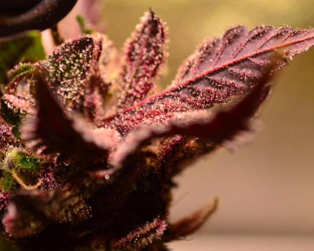 •OceanTruffle • Clones•. Week 18