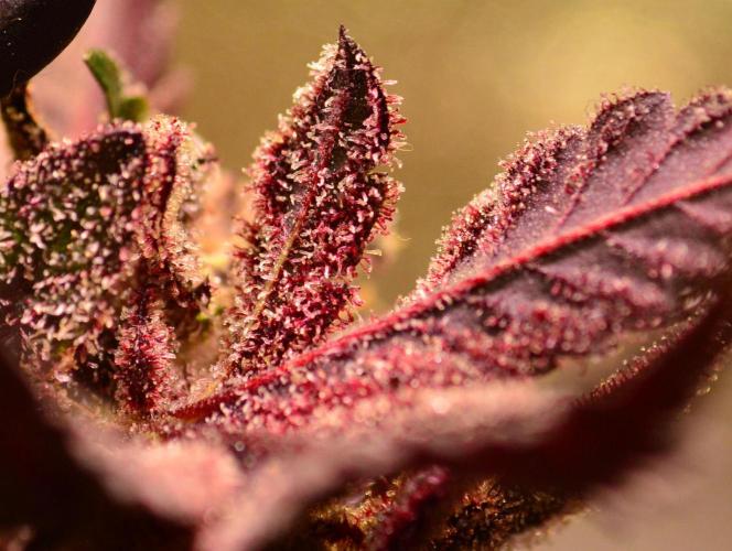 •OceanTruffle • Clones•. Week 18