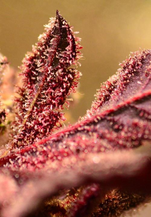 •OceanTruffle • Clones•. Week 18