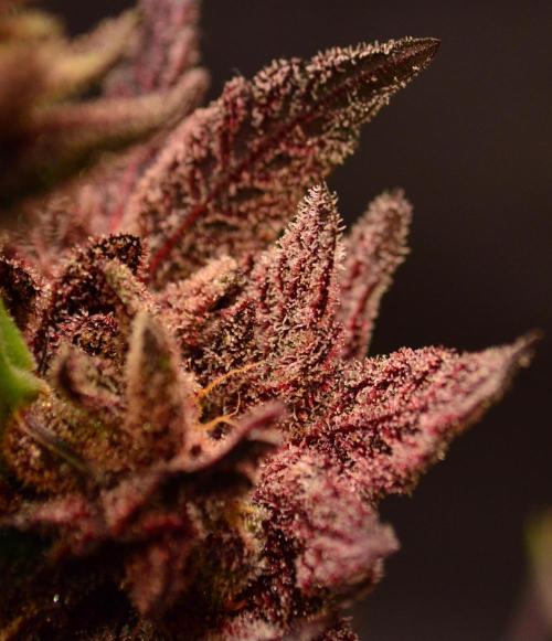 •OceanTruffle • Clones•. Week 18