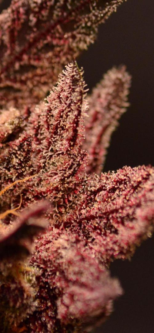•OceanTruffle • Clones•. Week 18