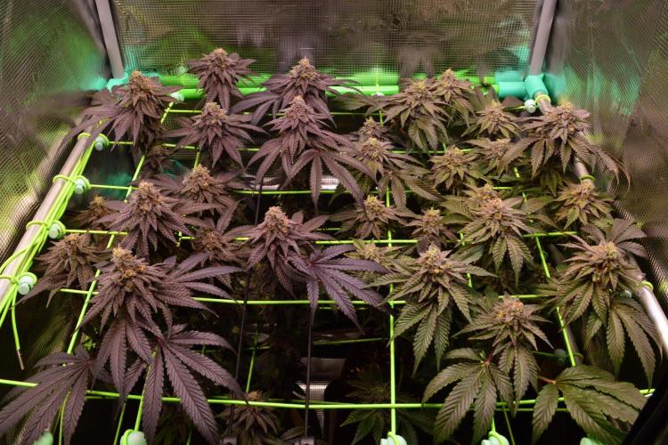 • Truffle • Rosa •. Week 15 - D105/56F