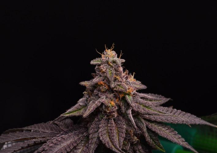 • Truffle • Rosa •. Week 15