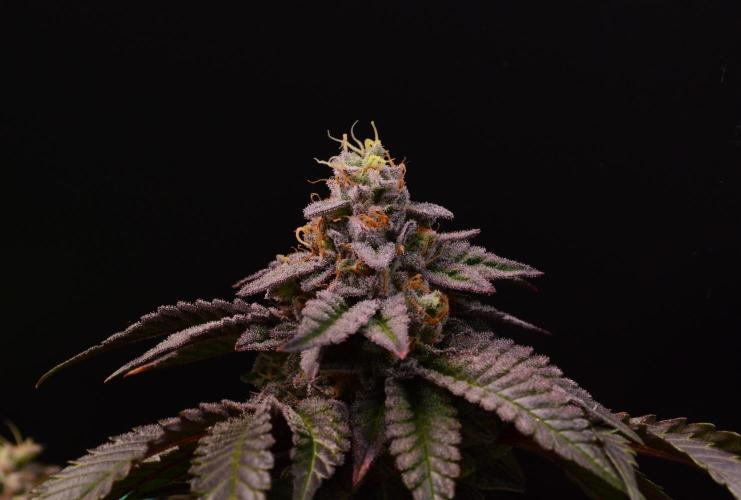 • Truffle • Rosa •. Week 15