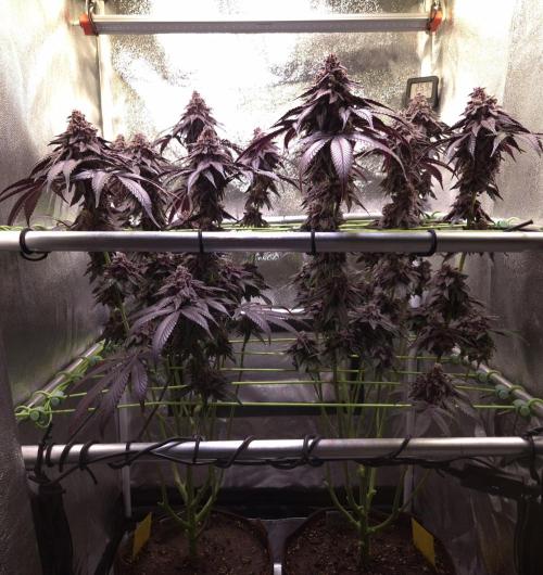 •OceanTruffle • Clones•. Week 18