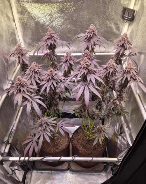•OceanTruffle • Clones•. Week 18