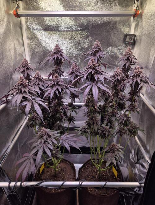 •OceanTruffle • Clones•. Week 19