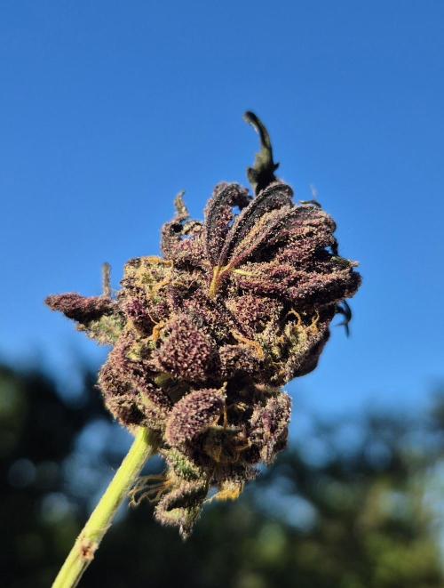 •OceanTruffle • Clones•. Week 19 - pollinated Bud#1