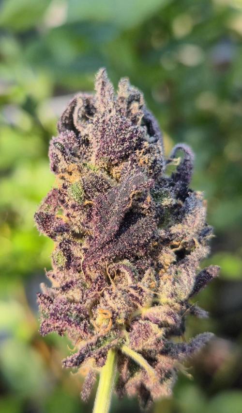 •OceanTruffle • Clones•. Week 19 - pollinated Bud#2