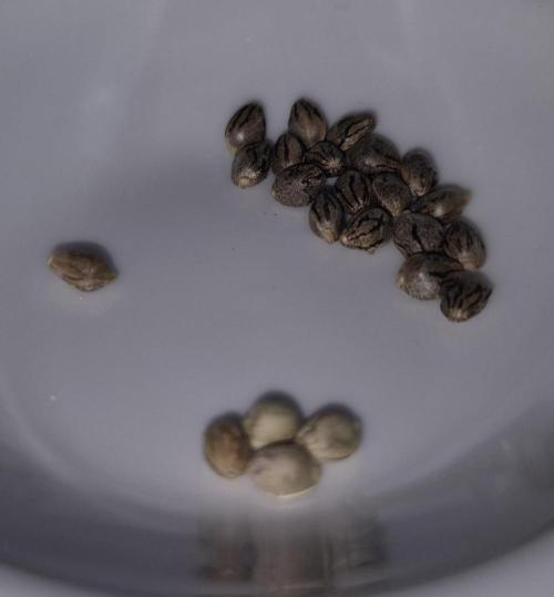•OceanTruffle • Clones•. Week 19 - S1 Seeds