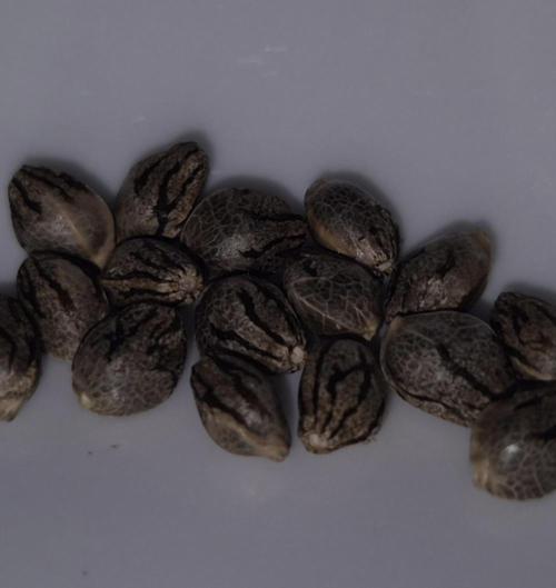 •OceanTruffle • Clones•. Week 19 - S1 Seeds
